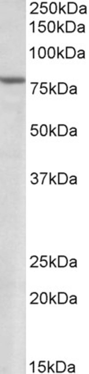 46-361 (1.5ug/ml) staining of Human Heart lysate (35ug protein in RIPA buffer) . Primary incubation was 1 hour. Detected by chemiluminescence.