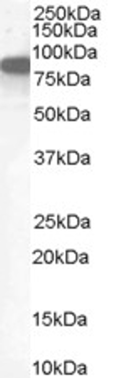 HEK293 overexpressing SH2D1A and probed with 46-366 (mock transfection in first lane) .