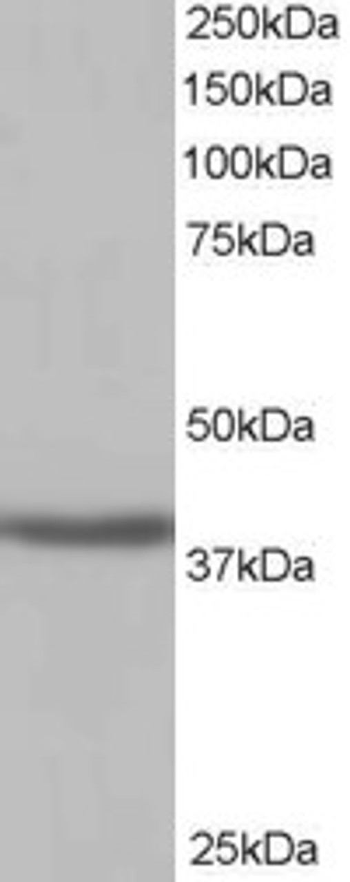 46-373 (1ug/ml) staining of Human Kidney lysate (35ug protein in RIPA buffer) . Detected by chemiluminescence.