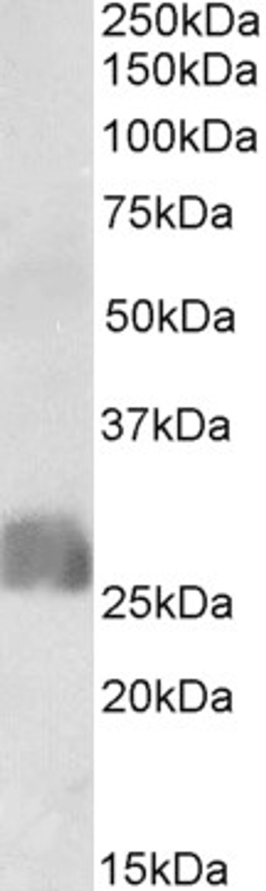 HEK293 lysate (10ug protein in RIPA buffer) overexpressing Human SLAMF8 with C-terminal MYC tag probed with 43-374 (0.01ug/ml) in Lane A and probed with anti-MYC Tag (1/1000) in lane C. Mock-transfected HEK293 probed with 43-374 (0.01ug/ml) in Lane B. P