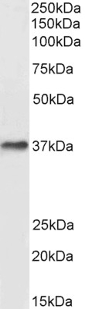 46-379 (3ug/ml) staining of paraffin embedded Human Kidney. Microwaved antigen retrieval with Tris/EDTA buffer pH9, HRP-staining.