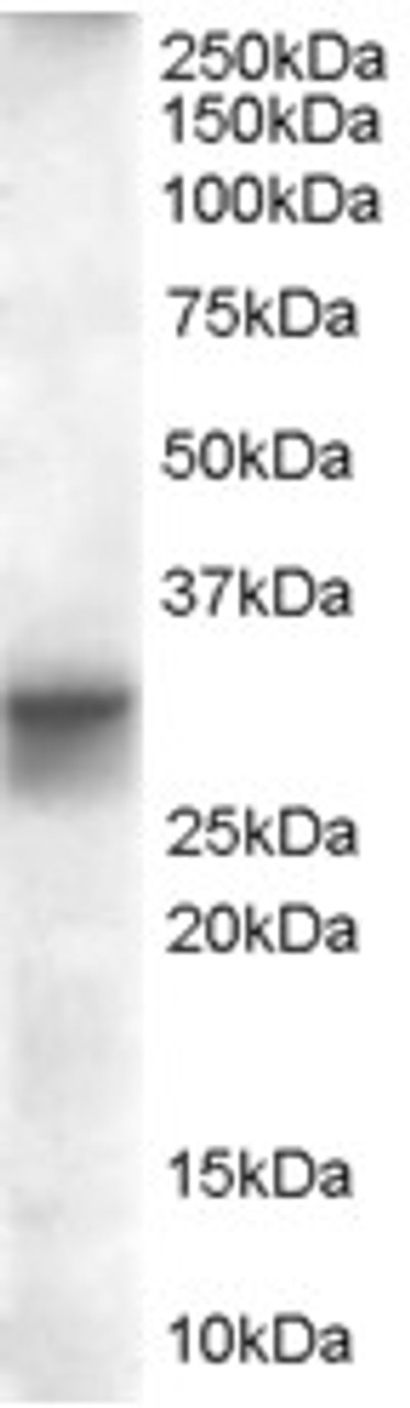 46-380 (0.01ug/ml) staining of Human Heart lysate (35ug protein in RIPA buffer) . Primary incubation was 1 hour. Detected by chemiluminescence.