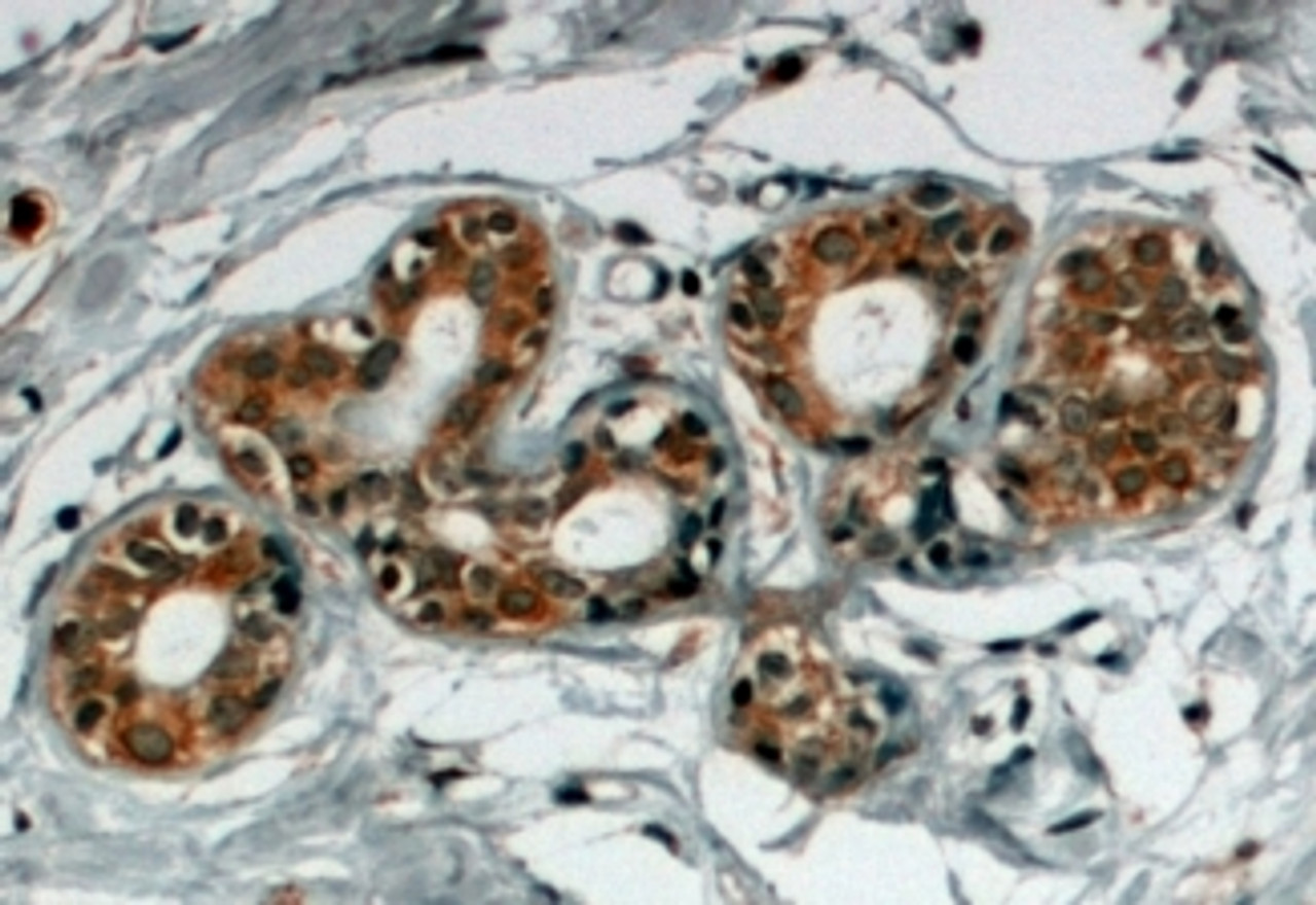46-404 (4ug/ml) staining of paraffin embedded Human Breast. Steamed antigen retrieval with citrate buffer pH 6, HRP-staining.