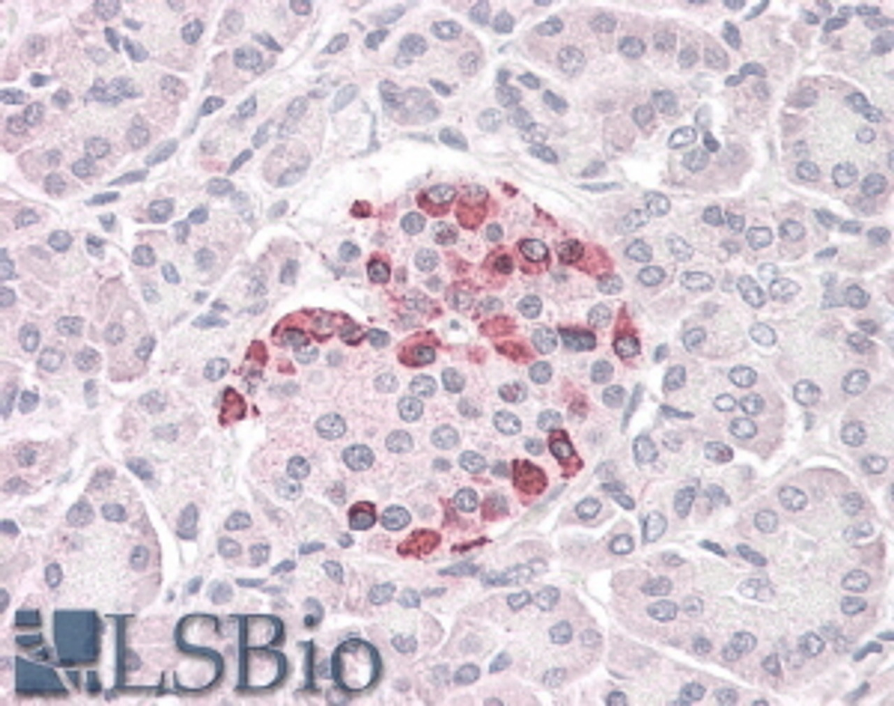 46-410 (3.8ug/ml) staining of paraffin embedded Human Pancreas. Steamed antigen retrieval with citrate buffer pH 6, AP-staining.