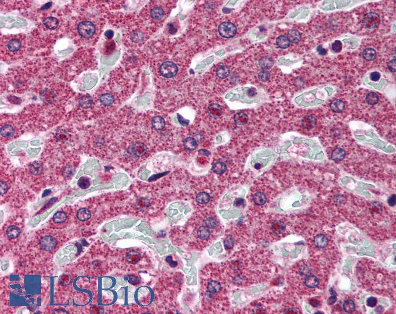 46-431 (4ug/ml) staining of paraffin embedded Human Prostate. Steamed antigen retrieval with citrate buffer pH 6, HRP-staining.