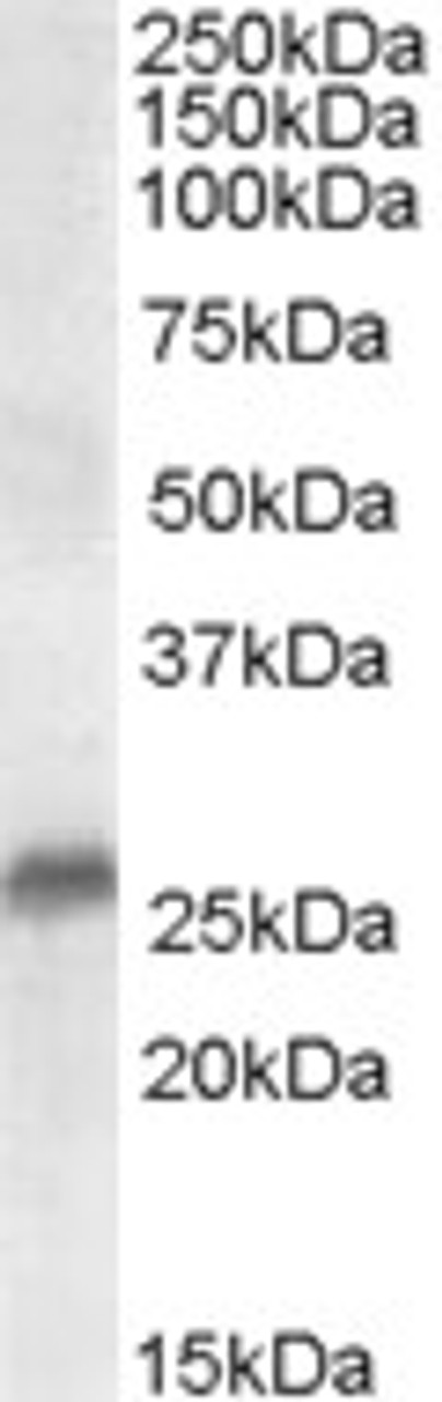 46-432 (0.3ug/ml) staining of Human Prostate lysate (35ug protein in RIPA buffer) . Detected by chemiluminescence.