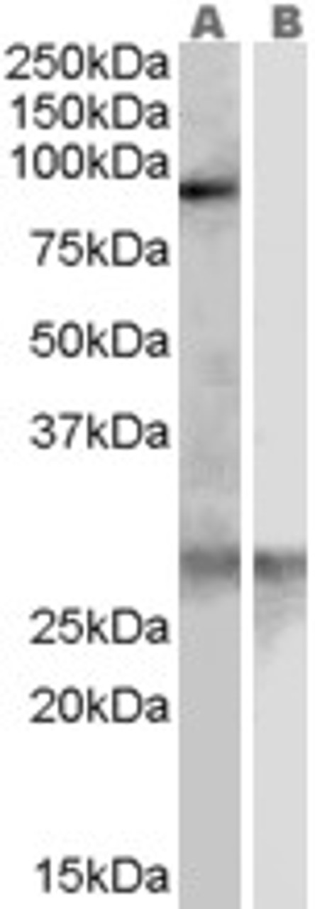 46-433 (0.3ug/ml) staining of Human Heart lysate (35ug protein in RIPA buffer) with (B) and without (A) blocking with the immunising peptide. Detected by chemiluminescence.