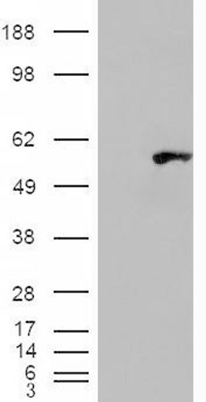 HEK293 overexpressing Dudulin4 and probed with 46-442 (mock transfection in first lane) .