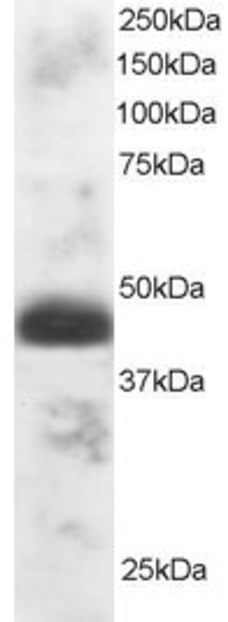 46-483 staining (1ug/ml) of Human Testis lysate (RIPA buffer, 30ug total protein per lane) . Primary incubated for 1 hour. Detected by western blot using chemiluminescence.