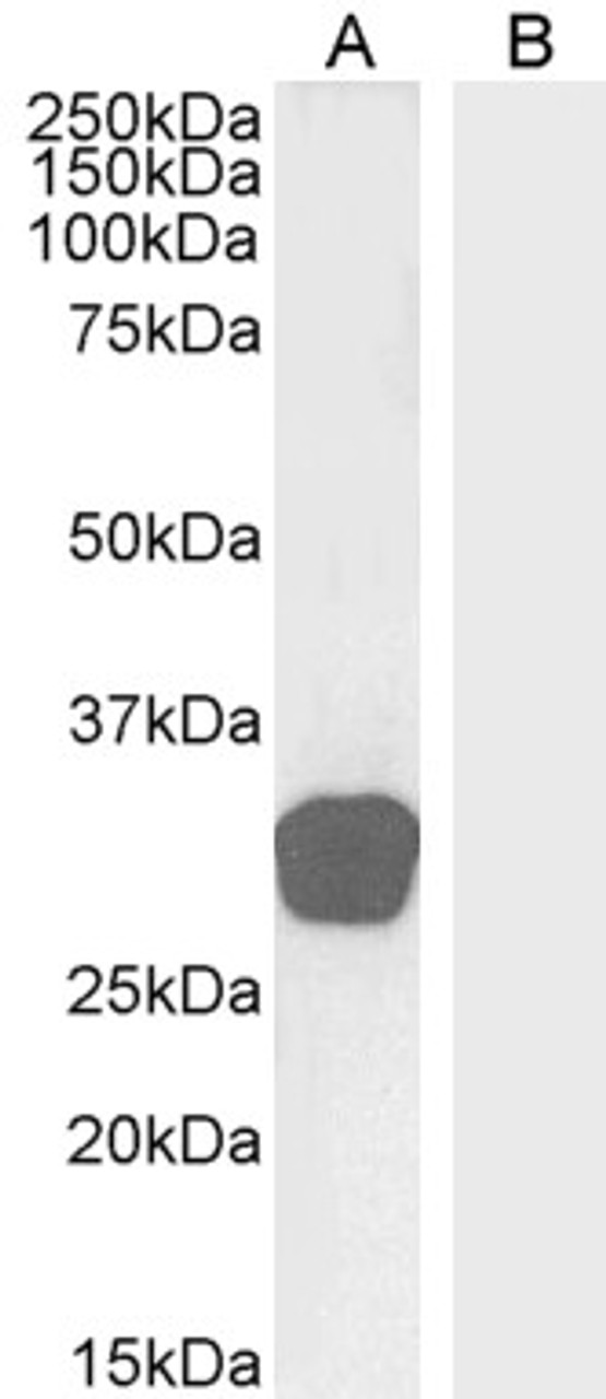 46-484 (0.3ug/ml) staining of A431 lysate (35ug protein in RIPA buffer) . Primary incubation was 1 hour. Detected by chemiluminescence.