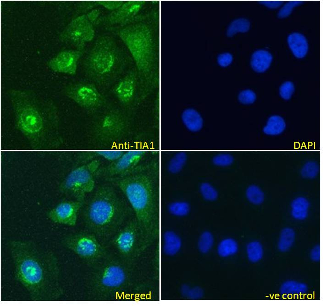 46-492 (0.1ug/ml) staining of Jurkat cell lysate (35ug protein in RIPA buffer) . Detected by chemiluminescence.