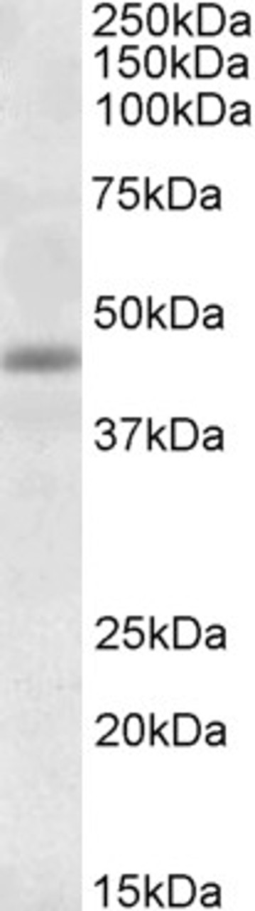 46-496 (1ug/ml) staining of Human Heart lysate (35ug protein in RIPA buffer) . Primary incubation was 1 hour. Detected by chemiluminescence.