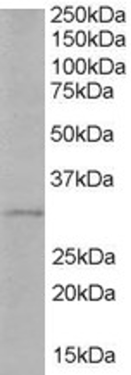 46-500 (1ug/ml) staining of Human Liver lysate (35ug protein in RIPA buffer) . Primary incubation was 1 hour. Detected by chemiluminescence.