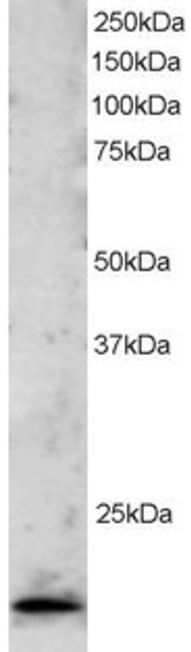 46-514 staining (2ug/ml) of Jurkat lysate (RIPA buffer, 30ug total protein per lane) . Primary incubated for 1 hour. Detected by western blot using chemiluminescence.