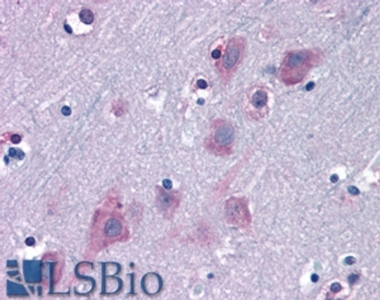 46-519 (6.3ug/ml) staining of paraffin embedded Human Cortex. Steamed antigen retrieval with citrate buffer pH 6, AP-staining.