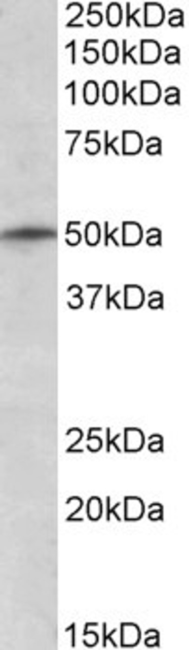 46-522 (1ug/ml) staining of K562 lysate (35ug protein in RIPA buffer) . Primary incubation was 1 hour. Detected by chemiluminescence.