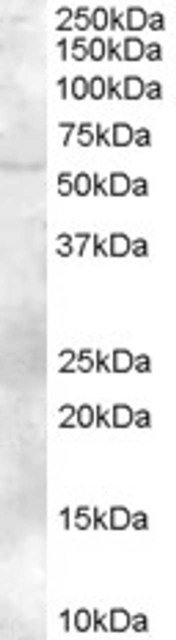 46-543 (2ug/ml) staining of Human Bone Marrow lysate (35ug protein in RIPA buffer) . Primary incubation was 1 hour. Detected by chemiluminescence.