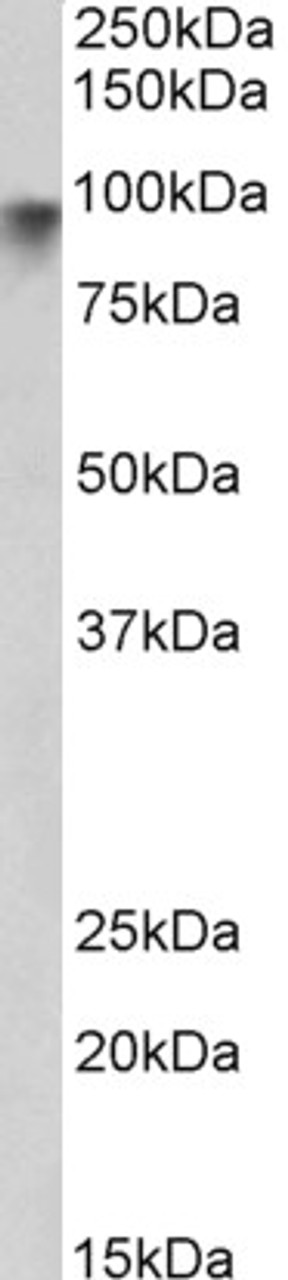 46-567 (0.3ug/ml) staining of Mouse Brain lysate (35ug protein in RIPA buffer) . Detected by chemiluminescence.