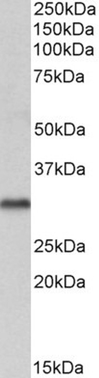 46-569 (1ug/ml) staining of Human Brain (Cerebellum) lysate (35ug protein in RIPA buffer) . Detected by chemiluminescence.