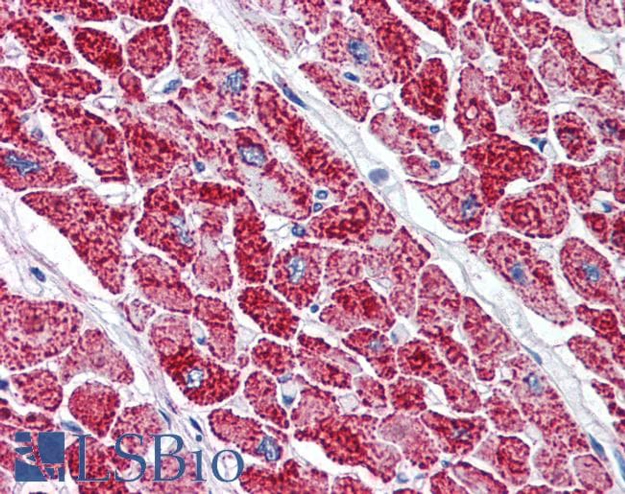 46-569 (5ug/ml) staining of paraffin embedded Human Heart. Steamed antigen retrieval with citrate buffer pH 6, AP-staining. <strong>This data is from a previous batch, not on sale.</strong>