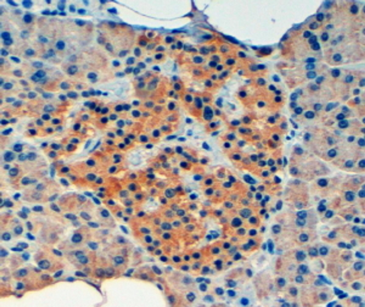 46-575 (3.8ug/ml) staining of paraffin embedded Human Kidney-. Steamed antigen retrieval with citrate buffer pH 6, AP-staining.