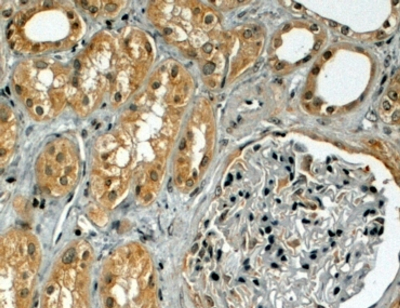 46-578 (10ug/ml) staining of paraffin embedded human kidney. Microwaved antigen retrieval with Tris/EDTA buffer pH9, HRP-staining. <strong>This data is from a previous batch, not on sale.</strong>