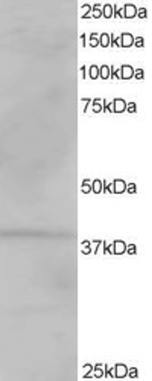 46-579 staining (1ug/ml) of Human Kidney lysate (RIPA buffer, 35ug total protein per lane) . Primary incubated for 1 hour. Detected by chemiluminescence.