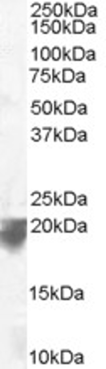 46-581 staining (0.1ug/ml) of Human Spleen lysate (RIPA buffer, 35ug total protein per lane) . Detected by chemiluminescence.