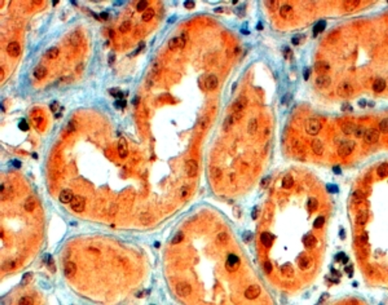 46-582 (3.8ug/ml) staining of paraffin embedded Human Uterus. Steamed antigen retrieval with citrate buffer pH 6, AP-staining.