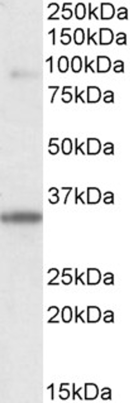 46-585 (3.8ug/ml) staining of paraffin embedded Human Prostate. Steamed antigen retrieval with citrate buffer pH 6, AP-staining.