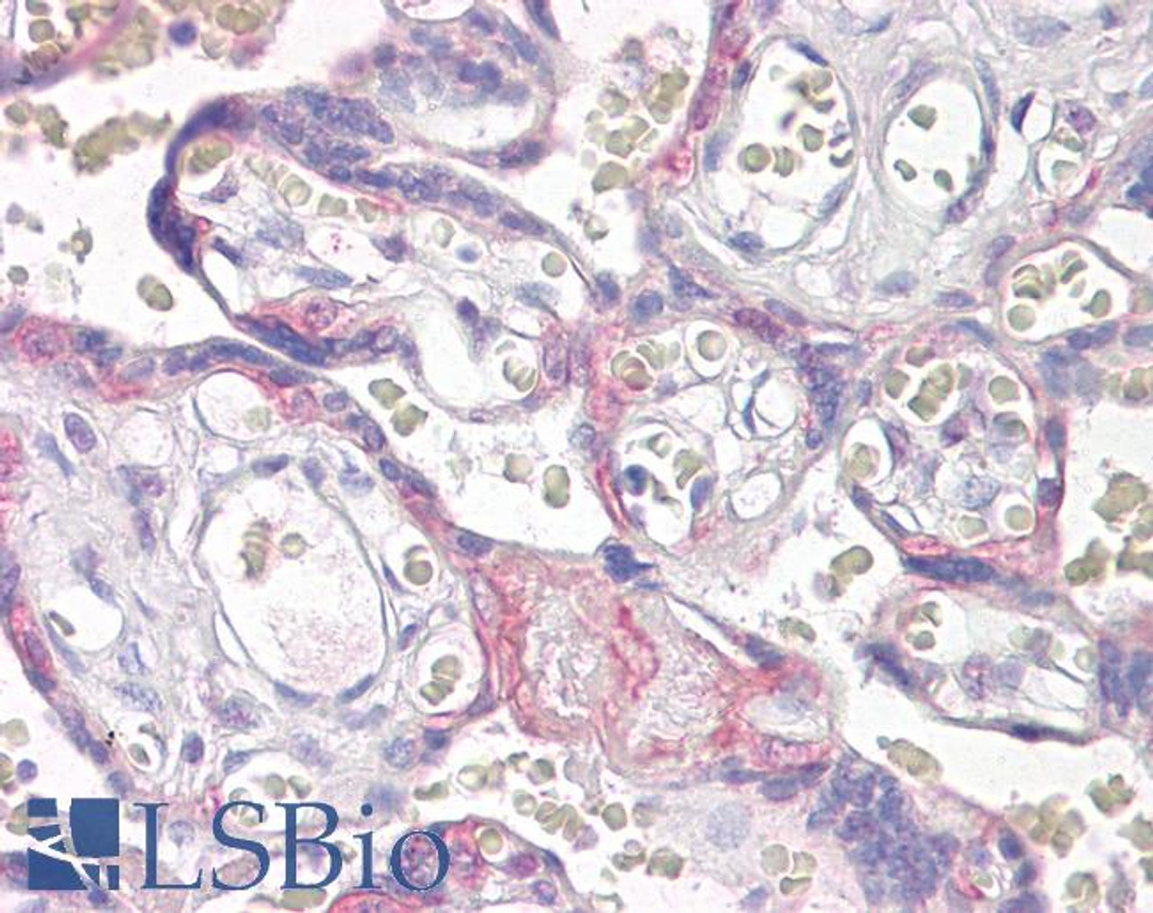 46-586 (4ug/ml) staining of paraffin embedded Human Kidney. Steamed antigen retrieval with citrate buffer pH 6, HRP-staining. Similar results were obtained after antigen retrieval at pH9.