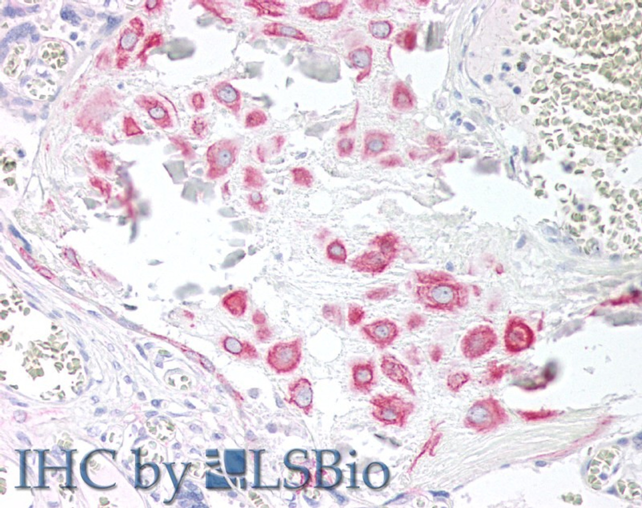 46-587 (5ug/ml) staining of paraffin embedded Human Cortex. Steamed antigen retrieval with citrate buffer pH 6, AP-staining.