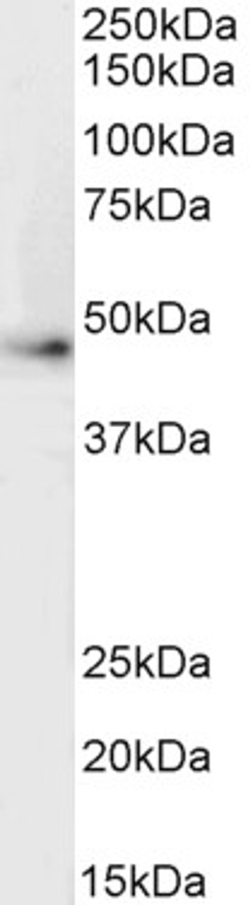 46-588 (2.5ug/ml) staining of paraffin embedded Human Spleen. Steamed antigen retrieval with citrate buffer pH 6, AP-staining.