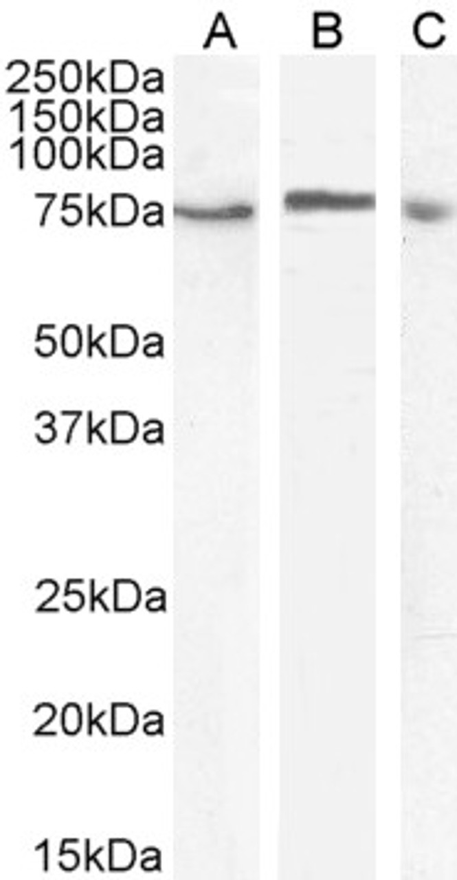 46-598 (2ug/ml) staining of paraffin embedded Human Breast. Steamed antigen retrieval with citrate buffer pH 6, HRP-staining.