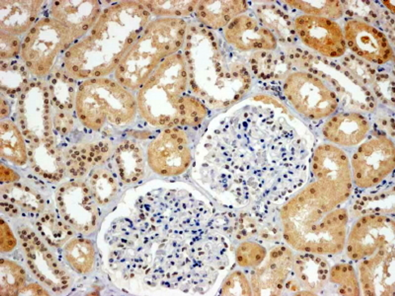 46-600 (4ug/ml) staining of paraffin embedded Human Kidney. Steamed antigen retrieval with Tris/EDTA buffer pH 9, HRP-staining.