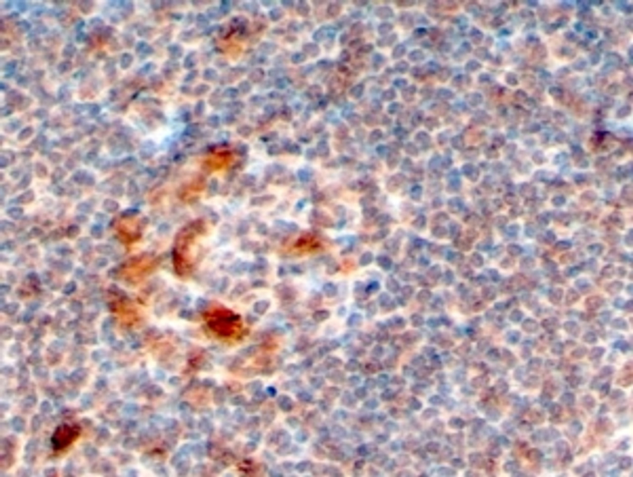 46-610 (4ug/ml) staining of paraffin embedded Human Lymph Node. Steamed antigen retrieval with citrate buffer pH 6, HRP-staining.