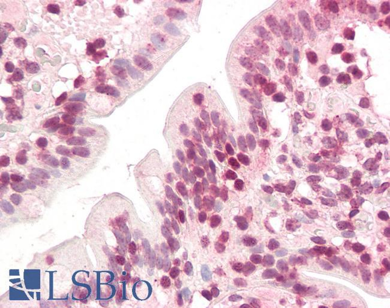 46-614 (3.75ug/ml) staining of paraffin embedded Human Small Intestine. Steamed antigen retrieval with citrate buffer pH 6, AP-staining.