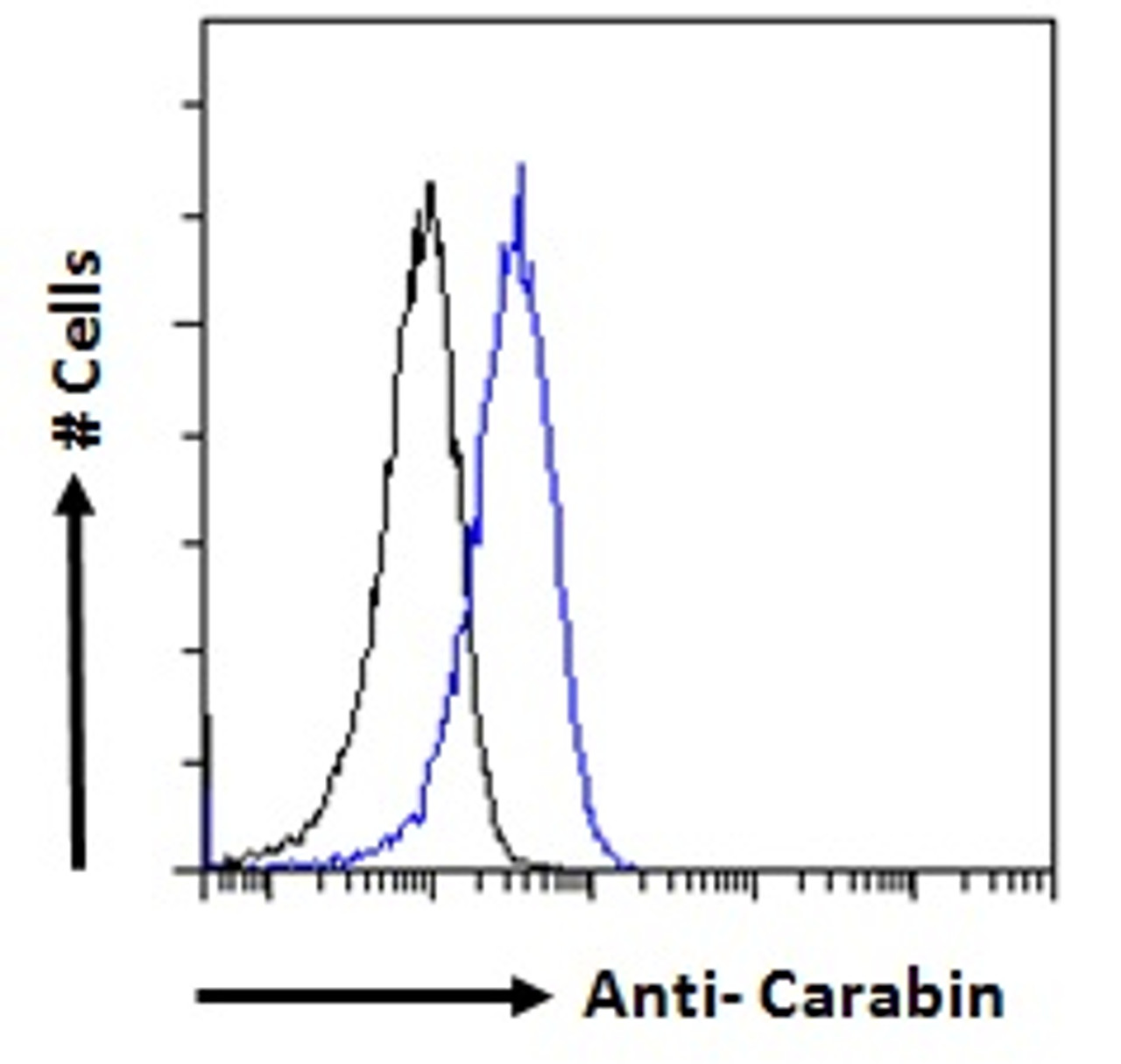 46-638 (0.5ug/ml) staining of Jurkat (A) , (0.3ug/ml) PBM (B) and negative control A431 (C) cell lysate (35ug protein in RIPA buffer) . Detected by chemiluminescence.