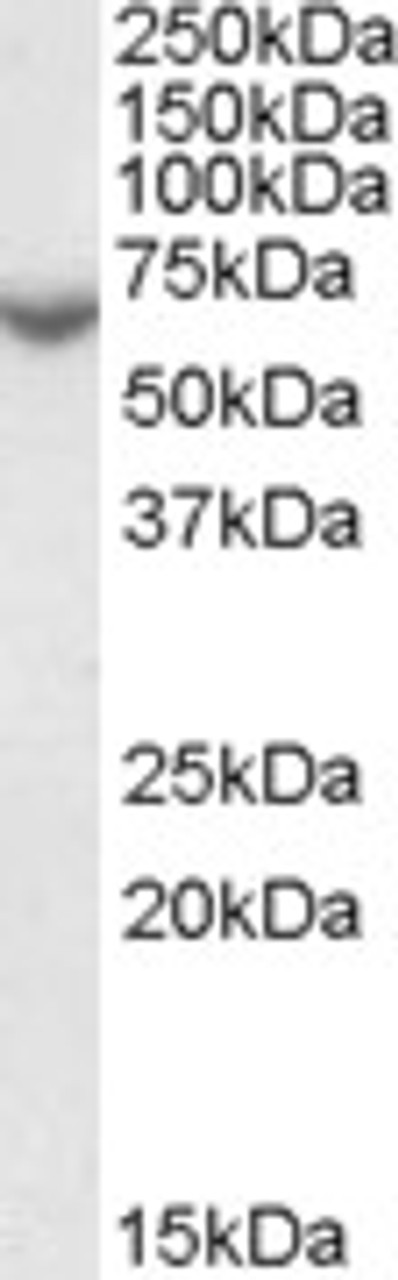 46-644 Immunofluorescence analysis of paraformaldehyde fixed A549 cells, permeabilized with 0.15% Triton. Primary incubation 1hr (10ug/ml) followed by Alexa Fluor 488 secondary antibody (2ug/ml) , showing strong nuclear and weak cytoplasmic staining. Acti