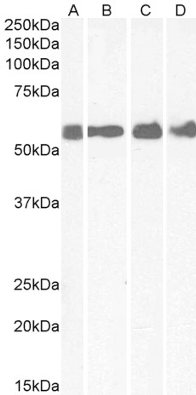 46-644 Flow cytometric analysis of paraformaldehyde fixed A549 cells (blue line) , permeabilized with 0.5% Triton. Primary incubation 1hr (10ug/ml) followed by Alexa Fluor 488 secondary antibody (1ug/ml) . IgG control: Unimmunized goat IgG (black line) fol