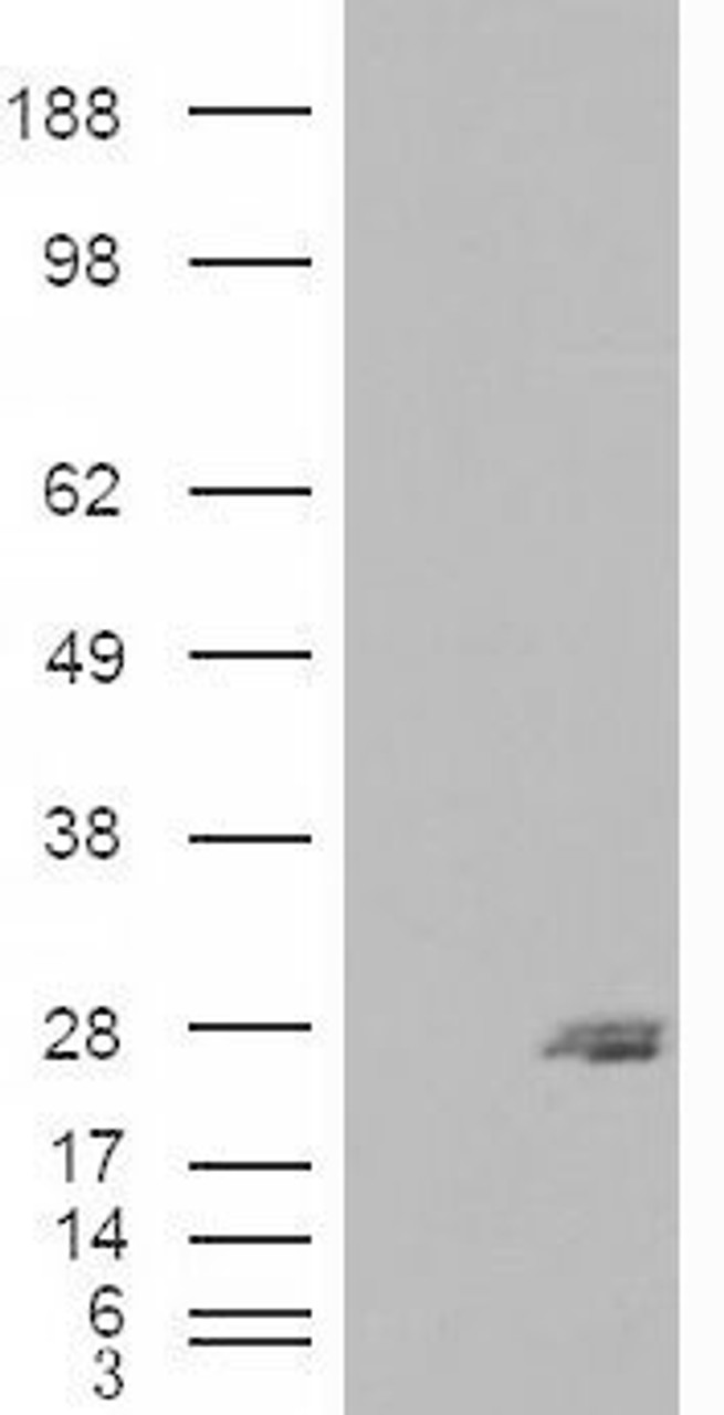 46-653 (4ug/ml) staining of paraffin embedded Human Kidney. Microwaved antigen retrieval with Tris/EDTA buffer pH9, HRP-staining.