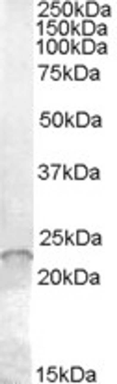 HEK293 overexpressing GCNT3 and probed with 46-664 (mock transfection in first lane) .