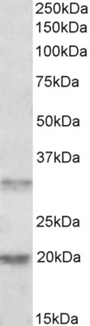 46-675 (1ug/ml) staining of HepG2 cell lysate (35ug protein in RIPA buffer) . Primary incubation was 1 hour. Detected by chemiluminescence.