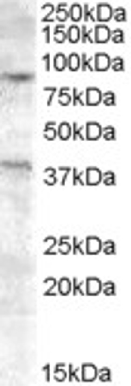 46-680 (0.01ug/ml) staining of Human Muscle lysate (35ug protein in RIPA buffer) . Primary incubation was 1 hour. Detected by chemiluminescence.