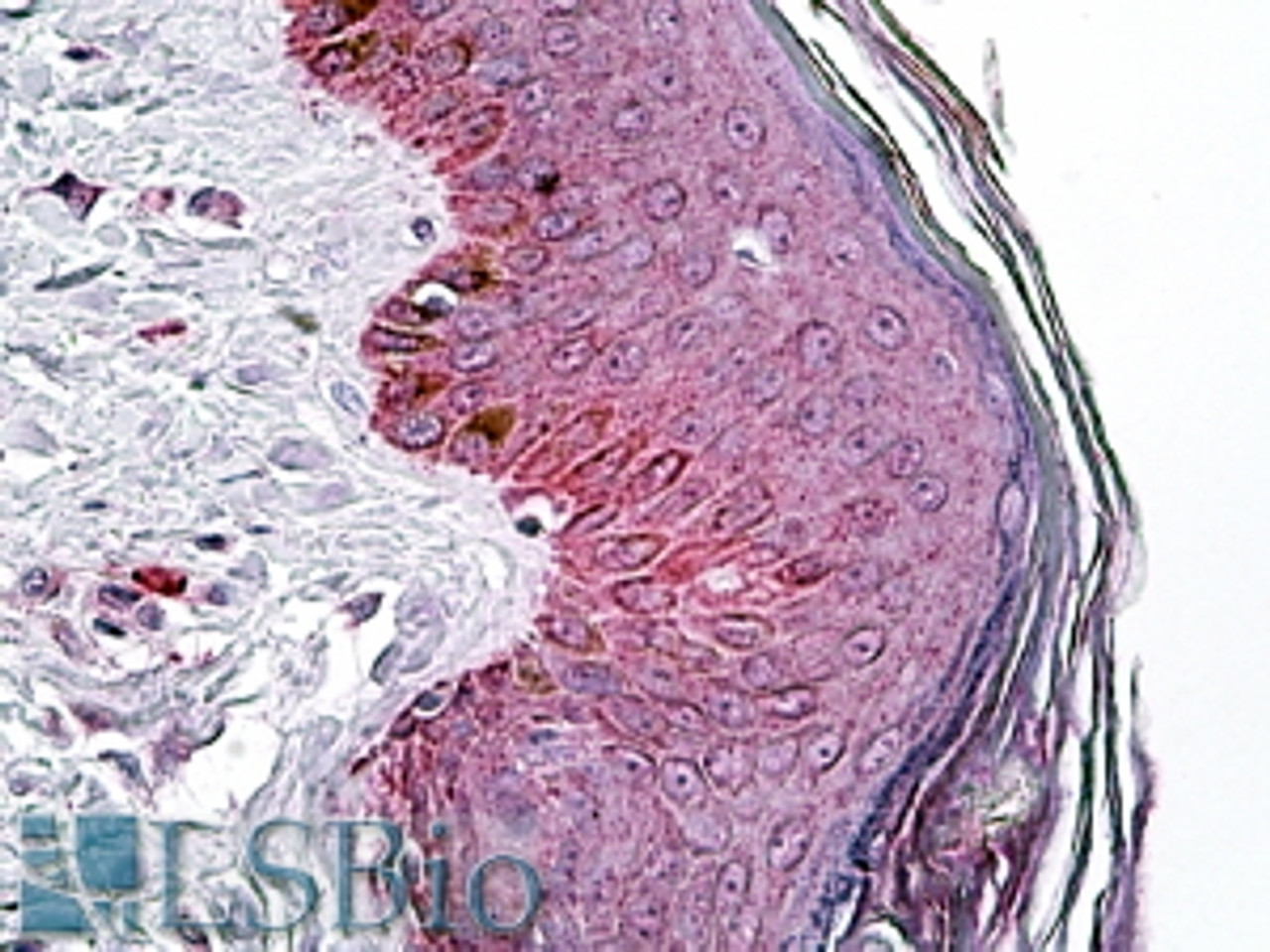 46-699 (0.03ug/ml) staining of Human Heart lysate (35ug protein in RIPA buffer) . Detected by chemiluminescence.