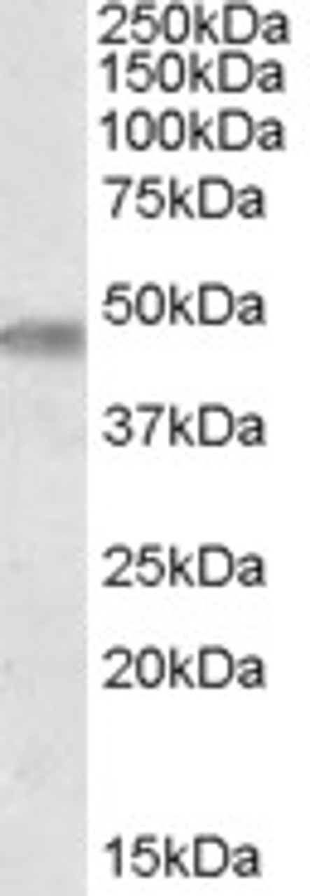 46-700 (3.8ug/ml) staining of paraffin embedded Human Skin. Steamed antigen retrieval with citrate buffer pH 6, AP-staining. <strong>This data is from a previous batch, not on sale.</strong>