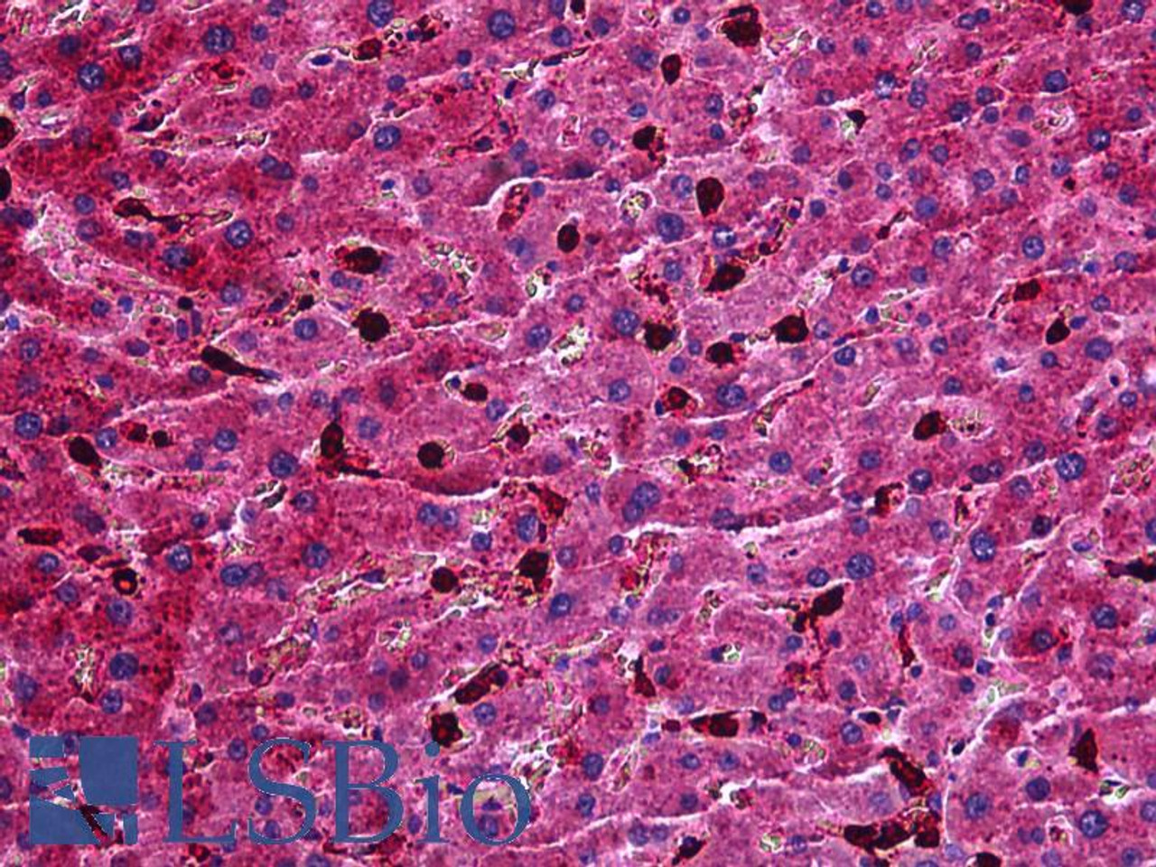 46-723 (0.2ug/ml) staining of Rat Testis lysate (35ug protein in RIPA buffer) . Primary incubation was 1 hour. Detected by chemiluminescence.