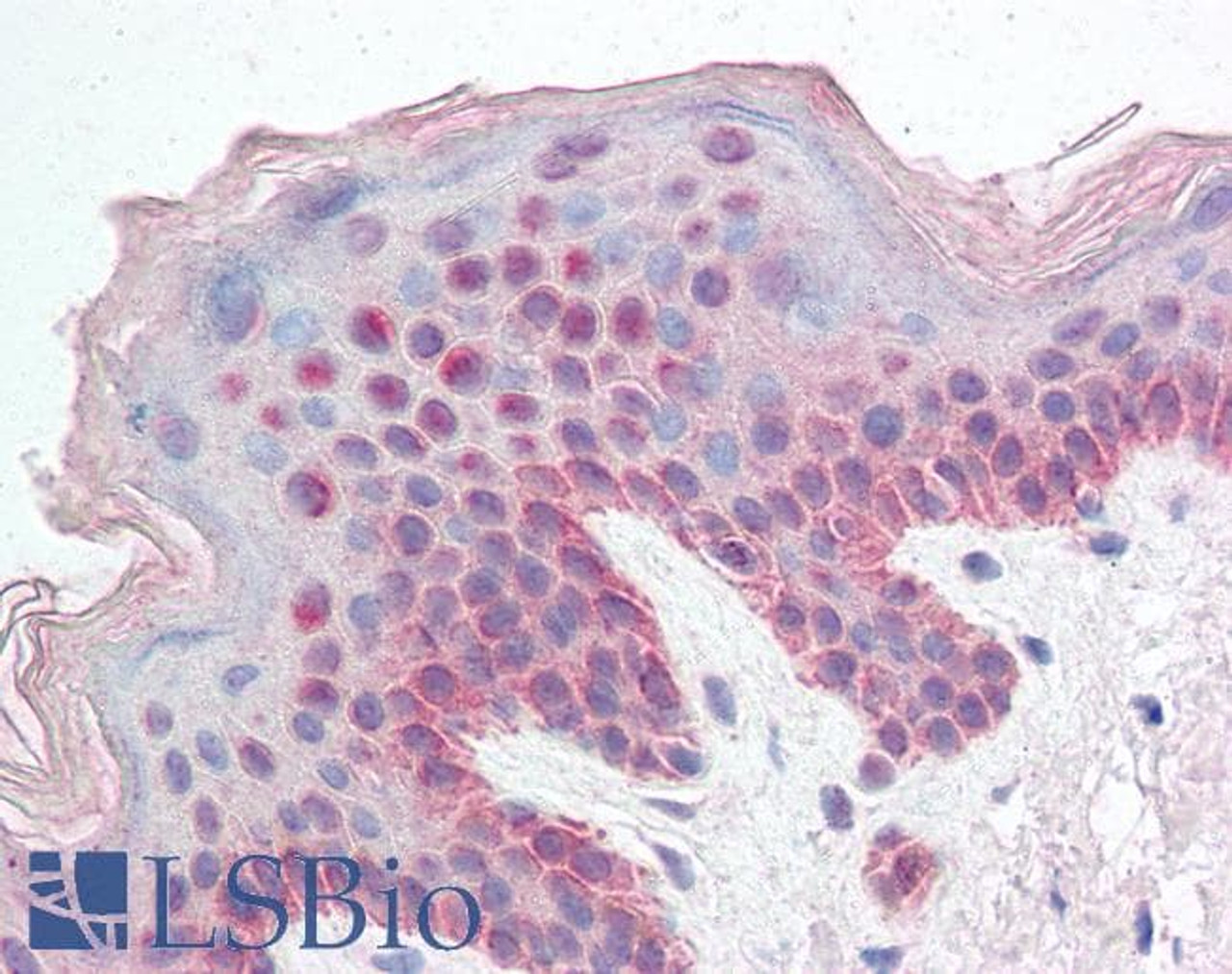 46-738 (0.1ug/ml) staining of Human Liver lysate (35ug protein in RIPA buffer) . Detected by chemiluminescence.