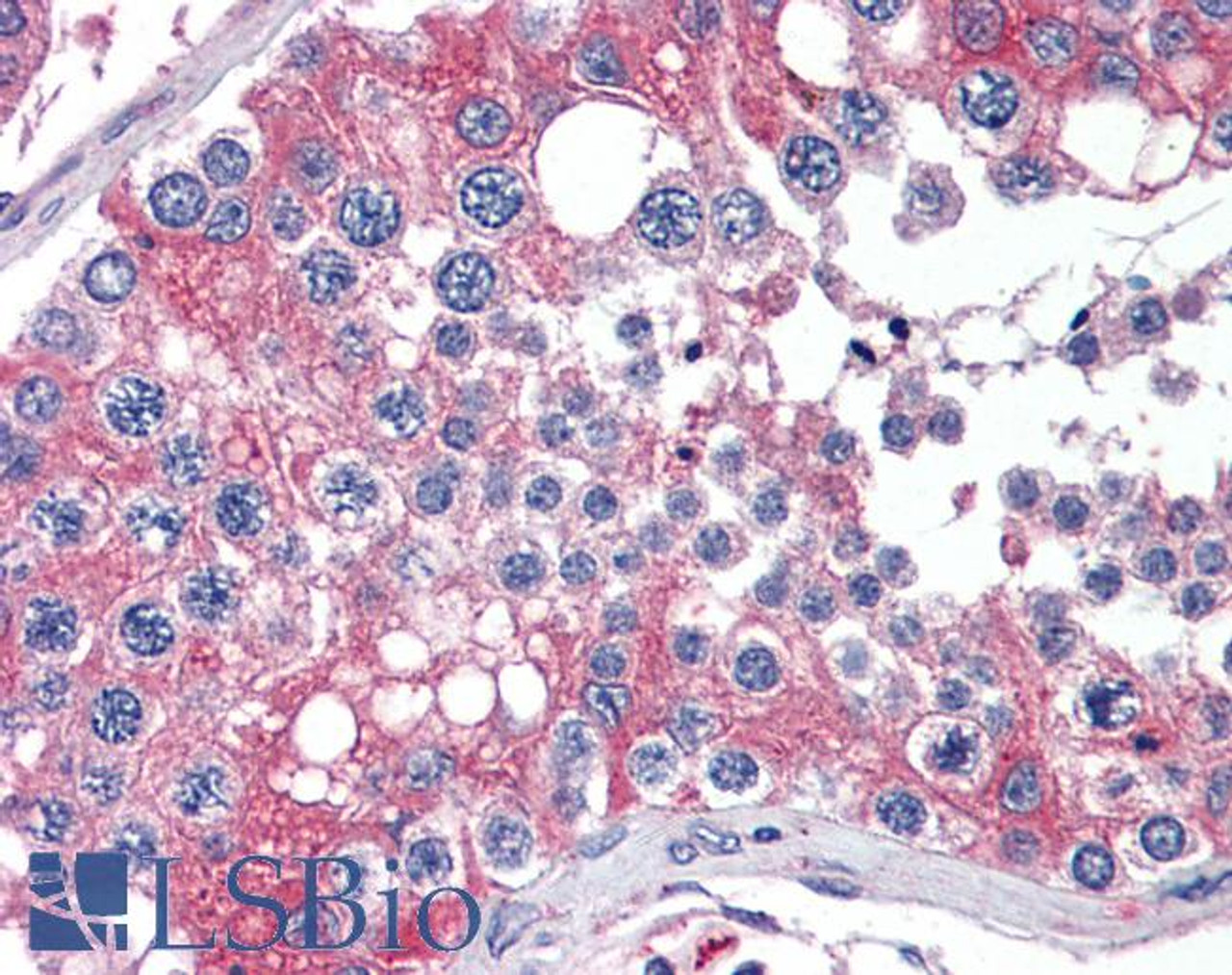 46-740 (5ug/ml) staining of paraffin embedded Human Testis. Steamed antigen retrieval with citrate buffer pH 6, AP-staining.