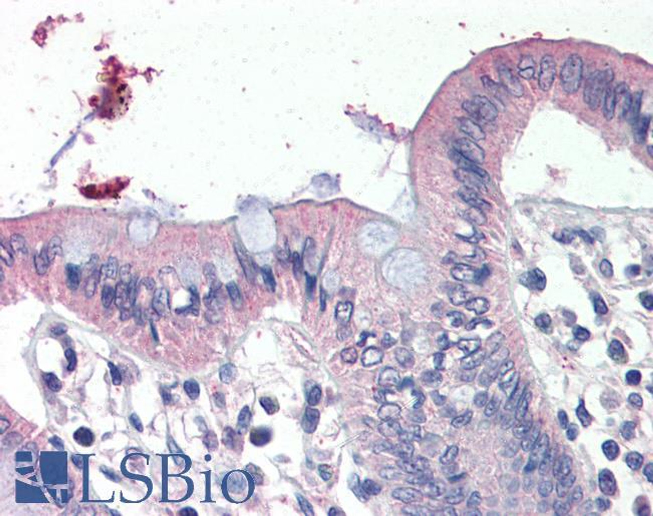 46-753 (3.75ug/ml) staining of paraffin embedded Human Kidney. Steamed antigen retrieval with citrate buffer pH 6, AP-staining.